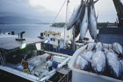 【画像】辛いけど儲かると言われるマグロ漁船、年間休日３日での年収ｗｗｗｗｗｗｗｗｗｗｗ