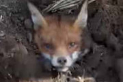 キツネが地面から顔だけ出していた。ハマって抜けられないようだ → シャベルで助けてみました…