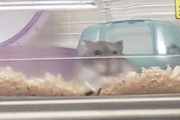 うちのハムスター見てくれや！（※画像あり）