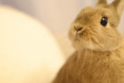 ウサギ?（なつく、かわいい、飼いやすい、程よいサイズ）←こいつが天下取れなかった理由