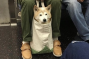 【悲報】イッヌさん、電車に乗ってしまうwwwwwww