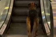 犬がエスカレーターの下にいた。咥えていたボールを置く → 賢い犬の遊びはこちらです…