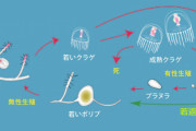 生物「増殖します」←わかる 生物「老けていずれ寿命で死にます」←え？なんで？