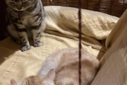 【画像】隣の席の客が猫だった