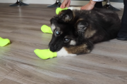 ハスキー犬たちに、シリコンの靴を履かせてみたら面白い事になったｗ 海外の反応