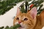 クリスマスの飾りに興味津々！なんでも落とさないと気がすまない子猫が可愛い！