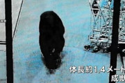 【クマ】スーパー店内にクマ…「客に覆いかぶさっている」と通報、2人襲われる 群馬・沼田