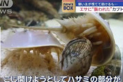 【悲報】カブトガニさん、エサに襲われる