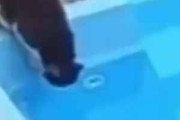 猫がプールを覗き込んでいた。落ちてしまう。あっ、慌てちゃダメだ！ → 猫はこうなる…