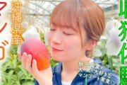 秋元真夏が大大大好きなフルーツ「マンゴー」の収穫を体験！！