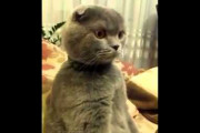 【動画】 猫が行儀よく座って・・・【再】