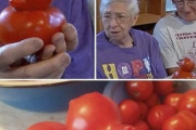 【朗報】明らかにニワトリのトマト、発見される