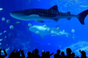 【急募】水族館のでかいガラス水槽って割れることないのか？？？？？？？
