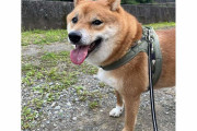 「ここドッグランじゃねんだぞ」　愛犬の散歩中に突然の言いがかり、冷静な対応に称賛の声
