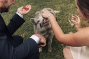 【画像】結婚式でゲストを呼べなかったカップル、ペットのブタを出席させるｗｗｗｗｗ