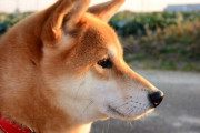柴犬「言うこと聞きません。他の犬と仲良くしません」 ← 飼う理由