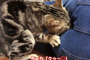 【悲報】猫、女さんの臭いを嗅いでしまうｗｗｗｗｗｗｗｗｗｗｗｗｗ