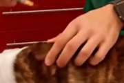 これが獣医の素晴らしいテクニック。犬に一切気付かれずに注射を打つテクニック。海外の反応