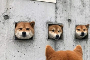 外国人「日本には3匹の柴犬が顔を出す穴があるらしいぞ」
