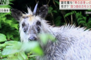 【画像あり】奇形のカモシカが発見され世界中で話題にｗｗｗｗｗｗｗｗｗ