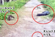 リスさんすげぇ！道に横たわるワニにおびえるアライグマの目の前でワニの真横を余裕でジャンプし走り抜ける
