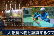 【速報】ヤバすぎる熊(個体)が誕生した模様「スーパーKの意思を受け継ぐ『人を食べ物と認識する熊』」 専門家「スーパーKは子孫も駆逐したのに何故･･･」