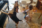 ピアノを弾きながら歌う犬と踊る少女の素敵なセッション