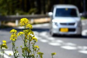 田舎民ってほとんどの人が運転できるんだよな？凄くないか？ｗｗｗ