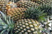 台湾の輸出用パイン　昨年は63％が日本に出荷　バナナは99.7％