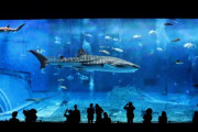 妻「家族で行く予定だった水族館、月のものが来たから別の日にして」　俺（予定狂わすんじゃねぇよ…）