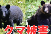 【また秋田】新聞配達中の７７歳男性、クマに襲われる
