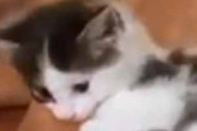 子ネコは遊び疲れたようだ。大きな腕枕で休憩にゃ♪ → でっかい犬にこうなります…