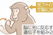 サルの脳に光を当て、手を操作　治療法開発へ期待、生理研
