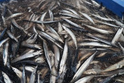今年もサンマがうまいンゴ