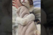 「猫が腕に飛びついてきて…ギュッと抱きしめて離さない」（動画）