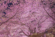 外国人「日本の桜が過去最速で開花、これも温暖化らしい…」