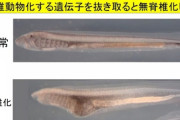 【神の領域】人類「ヤツメウナギの遺伝子壊したら無脊椎動物に先祖返りしてワロタ」