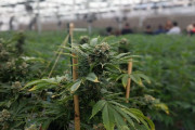 ウクライナ侵攻中のロシア部隊が大麻農場を発見「みんなハイになっている」…英紙報道！
