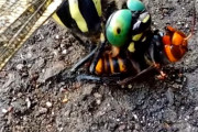 【悲報】スズメバチさん、とんでもない相手に食べられてしまう