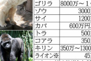 【悲報】　ゴリラ、高い