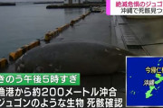 「辺野古の埋め立てでジュゴンが死んだ！」とパヨクが大騒ぎした事件、エイに刺されただけだった