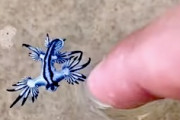 危険な生き物とは知らずにアオミノウミウシで遊んでしまう男の動画が話題に。