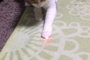 レーザーポインターに反応するねこ【再】