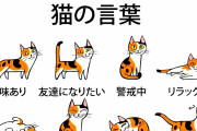 【ねこ動画】ネコのボディランゲージ、ハンターねこ ほか【再】
