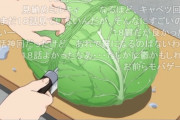 【悲報】キャベツの価格限界突破！！　野菜も食えない・・ もう終わりだよこの国・・・