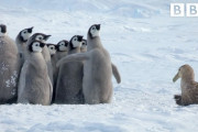 皇帝ペンギンの赤ちゃんを救ったのは・・！？　海外の反応