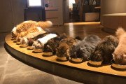 日本最大級の猫カフェ「モカラウンジ新宿店」の映像が海外で話題に（海外の反応）