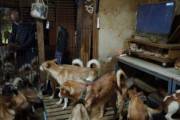 日本で起きた国内最大規模の多頭飼育崩壊に海外びっくり仰天！（海外の反応）