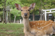 【育児放棄】「奈良公園の子鹿には絶対にさわらないで！」なぜ？5カ月しか生きられなかったこつぶちゃんが伝えようとしたこと