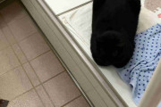 【画像】箱座りが完璧すぎる黒猫がマジでヤバいｗｗｗｗｗ